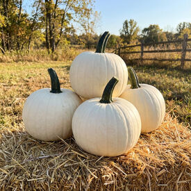 Abominable, (F1) Pumpkin Seeds